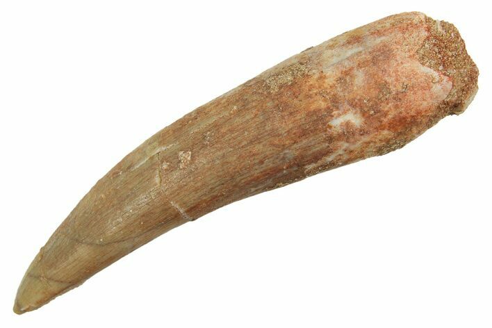 Fossil Plesiosaur (Zarafasaura) Tooth - Morocco #298324